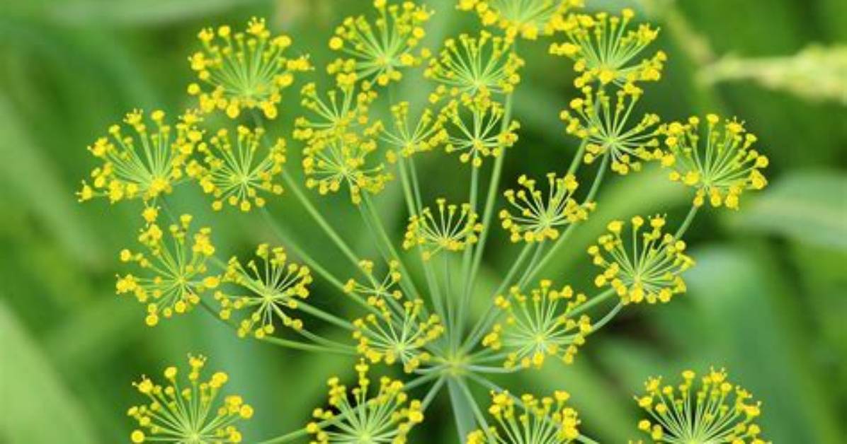 Dill Flowers