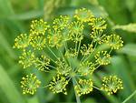 Dill Flowers