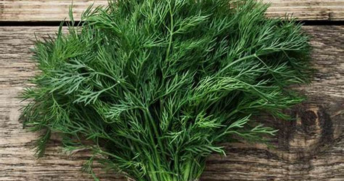 Dill Meaning