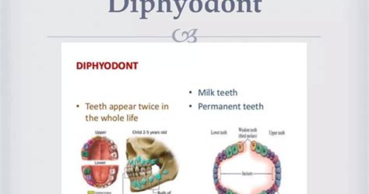 Diphyodont