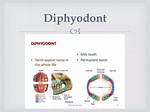 Diphyodont