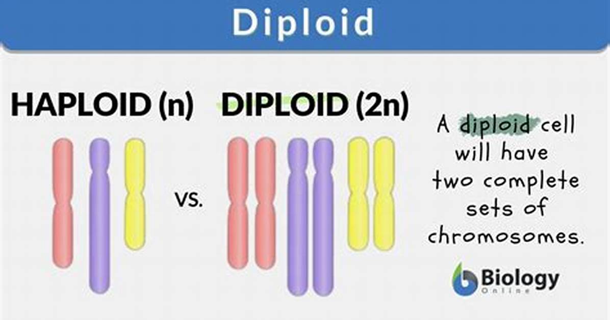 Diploid Cell Example