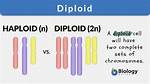 Diploid Cell Example