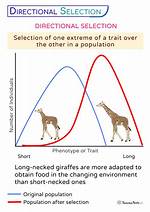 Directional Selection Example
