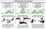 Disruptive Selection Definition