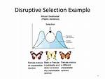 Disruptive Selection Example
