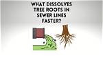 Dissolve Tree Roots