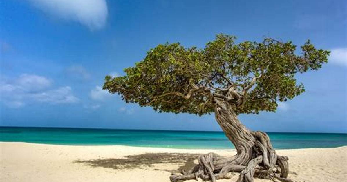 Divi Divi Tree