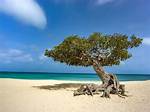 Divi Divi Tree