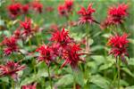 Dividing Bee Balm