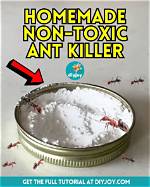 Diy Ant Killer