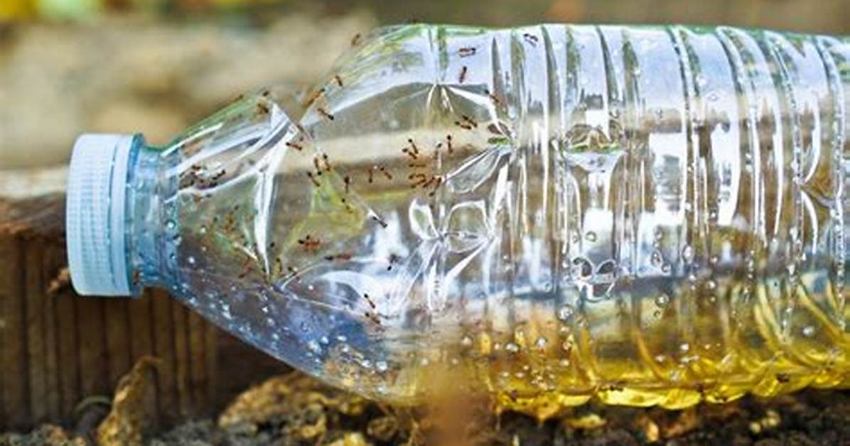 Diy Ant Trap