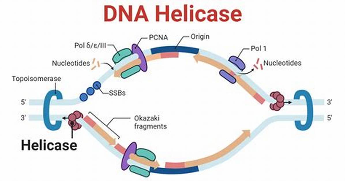 Dna Helicase Function