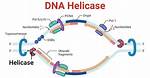 Dna Helicase Function
