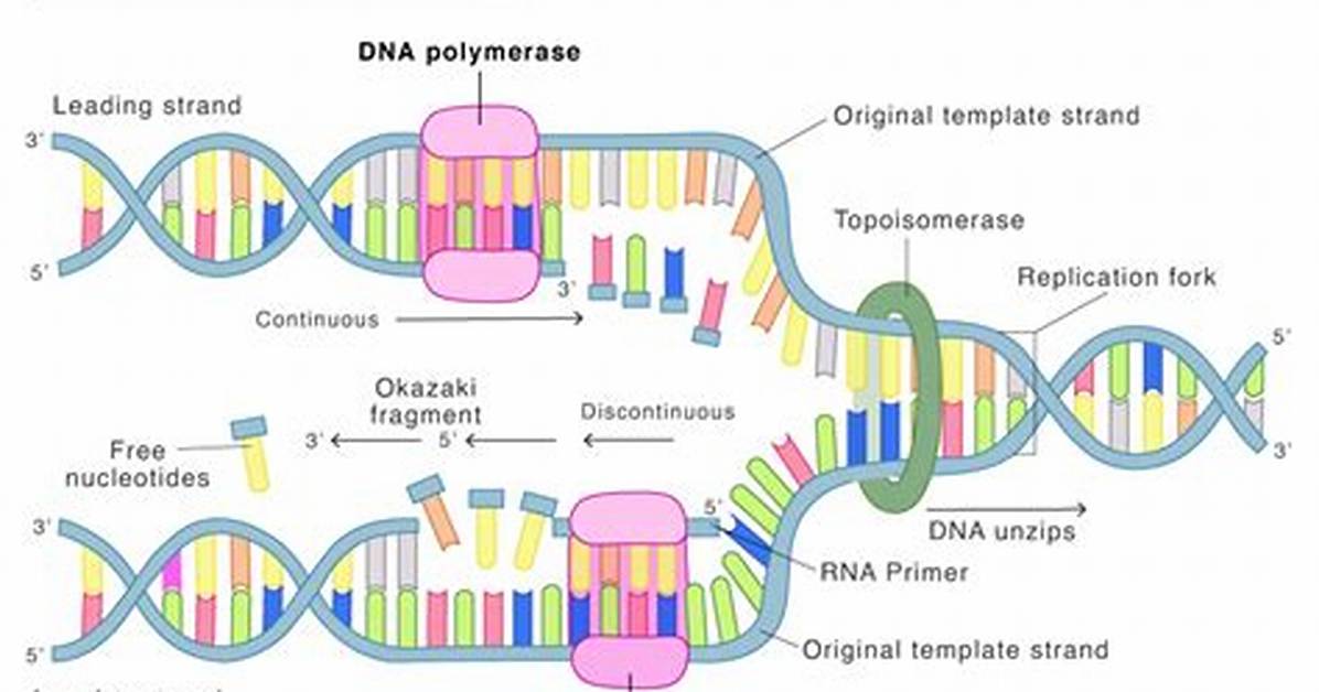 Dna Polymerase 3 Function
