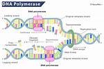 Dna Polymerase 3 Function