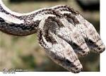 Do 3 Headed Snakes Exist?