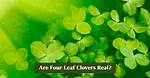 Do 4 Leaf Clovers Actually Exist?