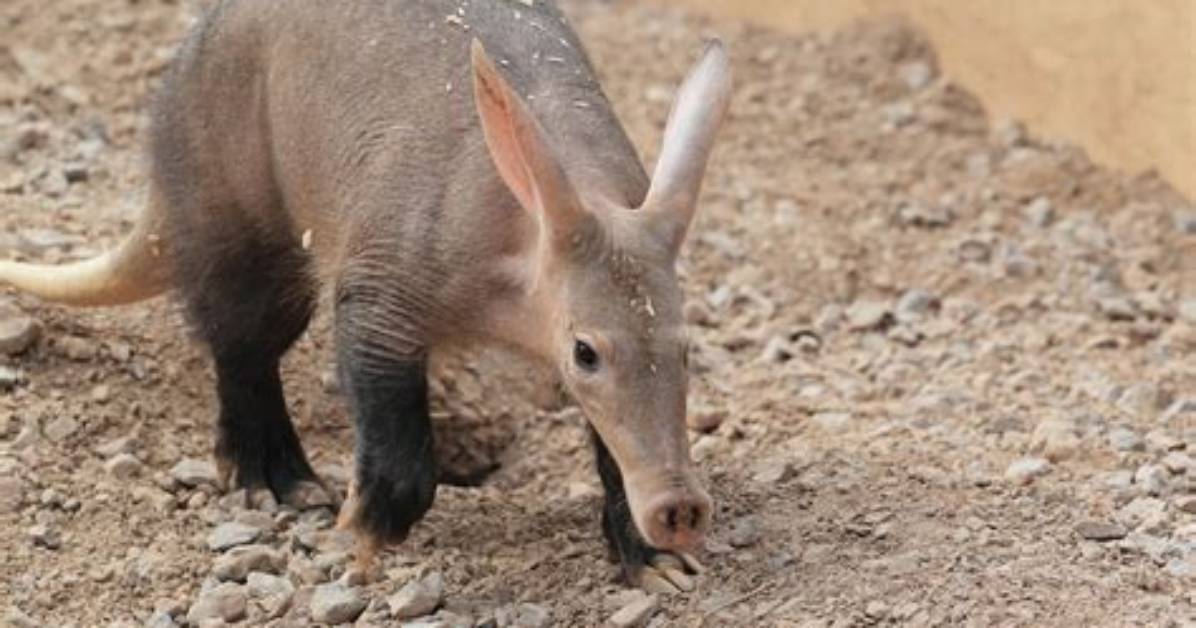 Do Aardvarks Have Backbones?