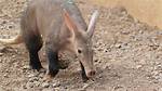 Do Aardvarks Have Backbones?