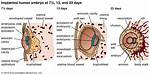 Do Abnormal Embryos Implant?