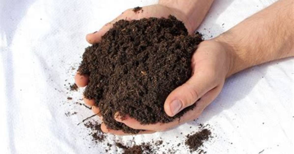 Do Acers Need Ericaceous Compost