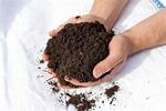 Do Acers Need Ericaceous Compost