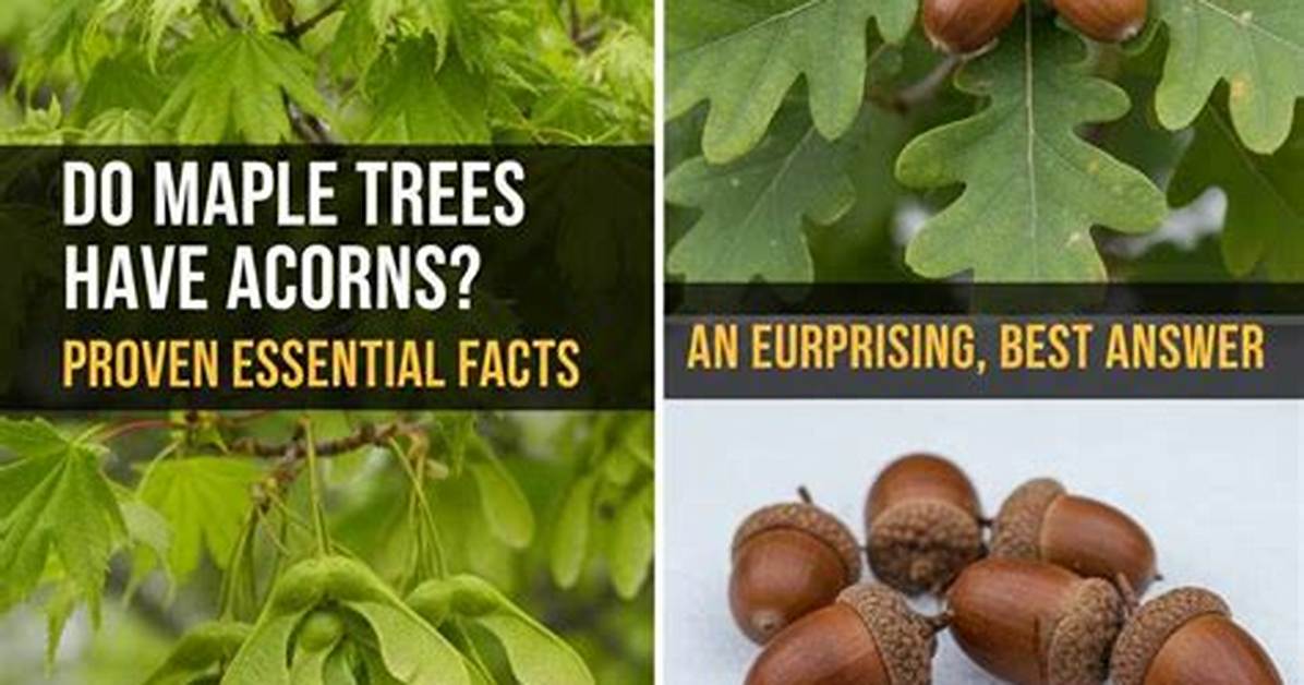 Do Acorns Expire