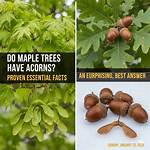 Do Acorns Expire