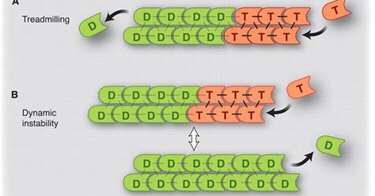 Do Actin Exhibit Dynamic Instability?