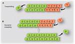 Do Actin Exhibit Dynamic Instability?