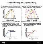 Do Activators Affect Enzyme Activity?