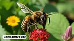 Do Africanized Bees Pollinate?