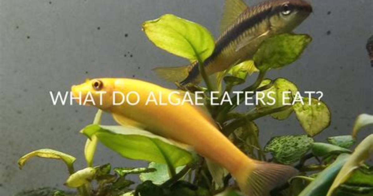 Do Algae Eat Fish?