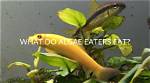 Do Algae Eat Fish?