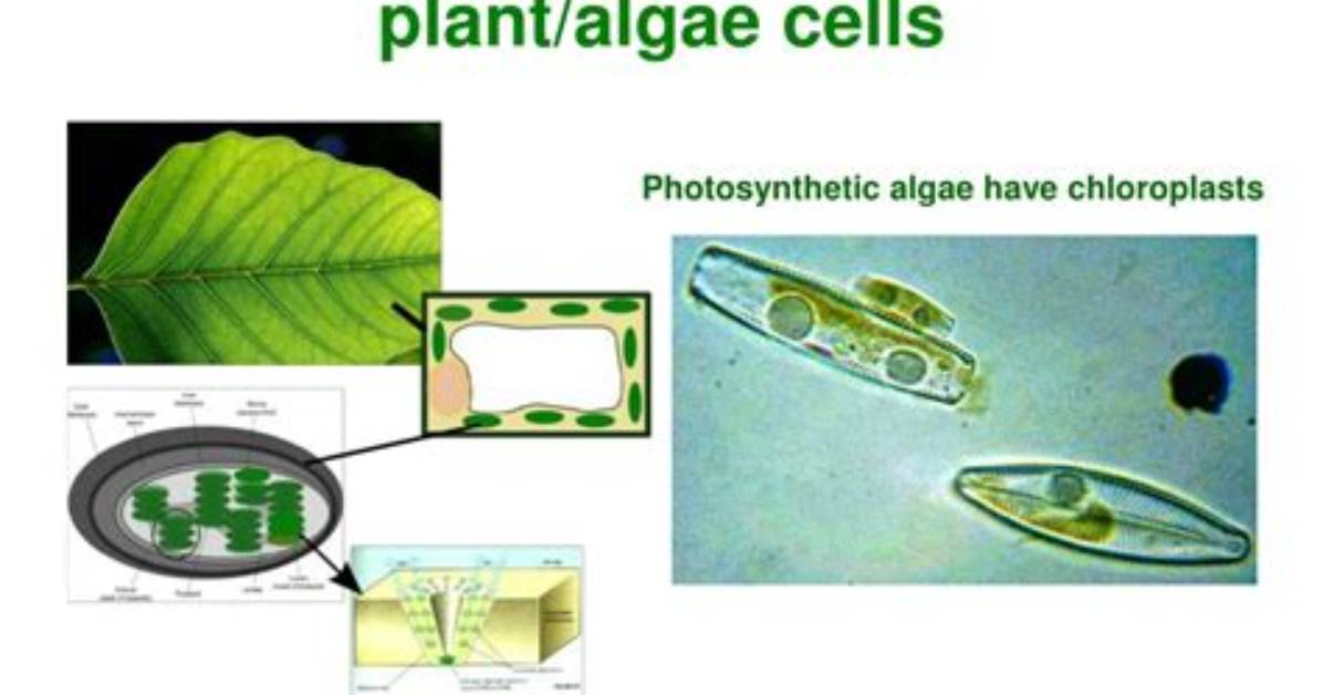 Do Algae Have Chloroplasts?