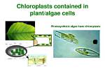 Do Algae Have Chloroplasts?