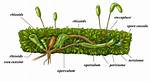 Do Algae Have Rhizoids?