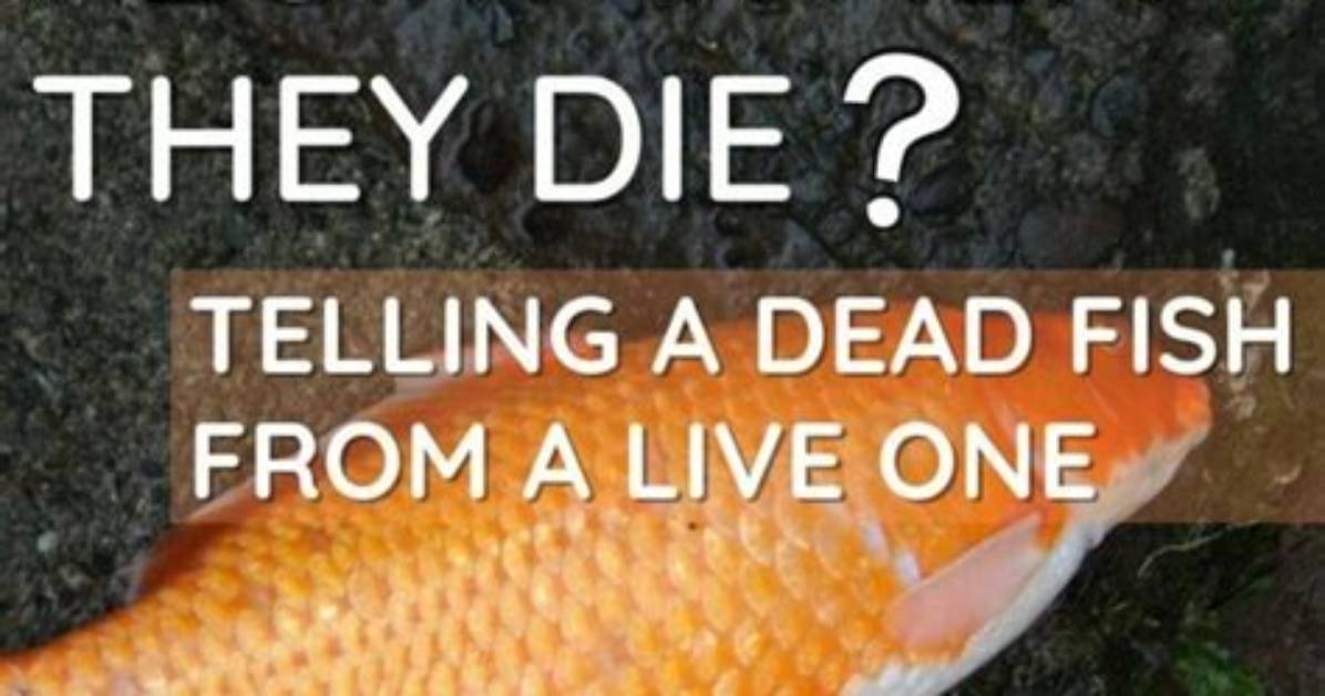 Do All Fish Float When They Die?