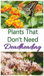 Do All Flowers Need Deadheading