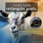 Do All Goats Have Rectangular Pupils?