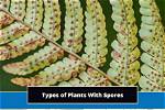 Do All Plants Have Spores?