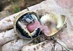 Do All Turtles Have Hard Shells?
