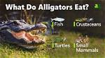 Do Alligators Eat Alligators?