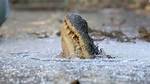 Do Alligators Hibernate