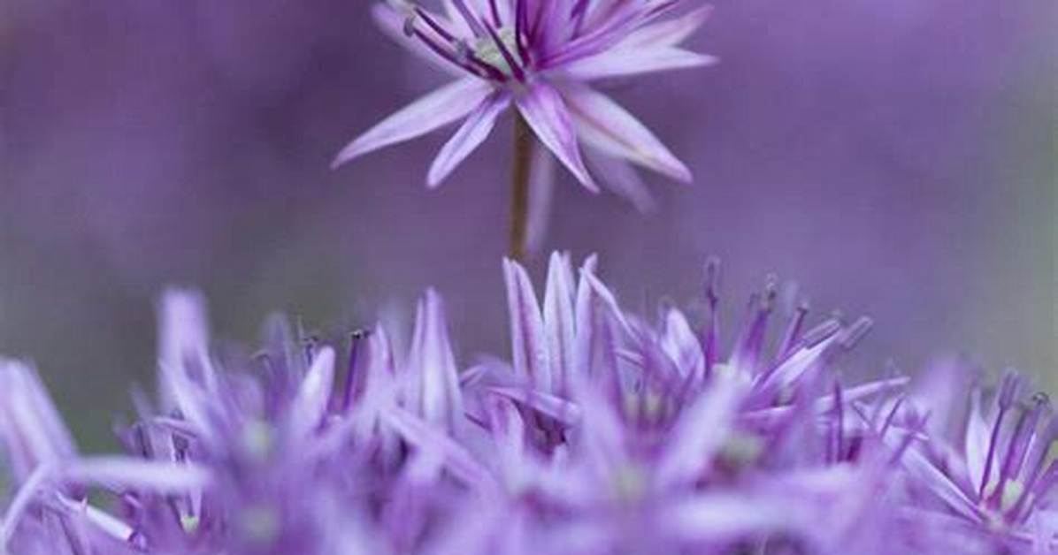 Do Alliums Come Back?