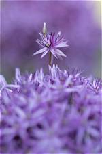 Do Alliums Come Back?