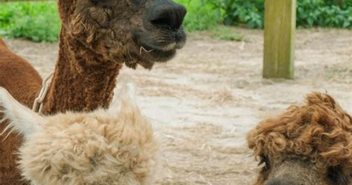 Do Alpacas Bite?