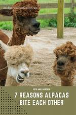 Do Alpacas Bite?