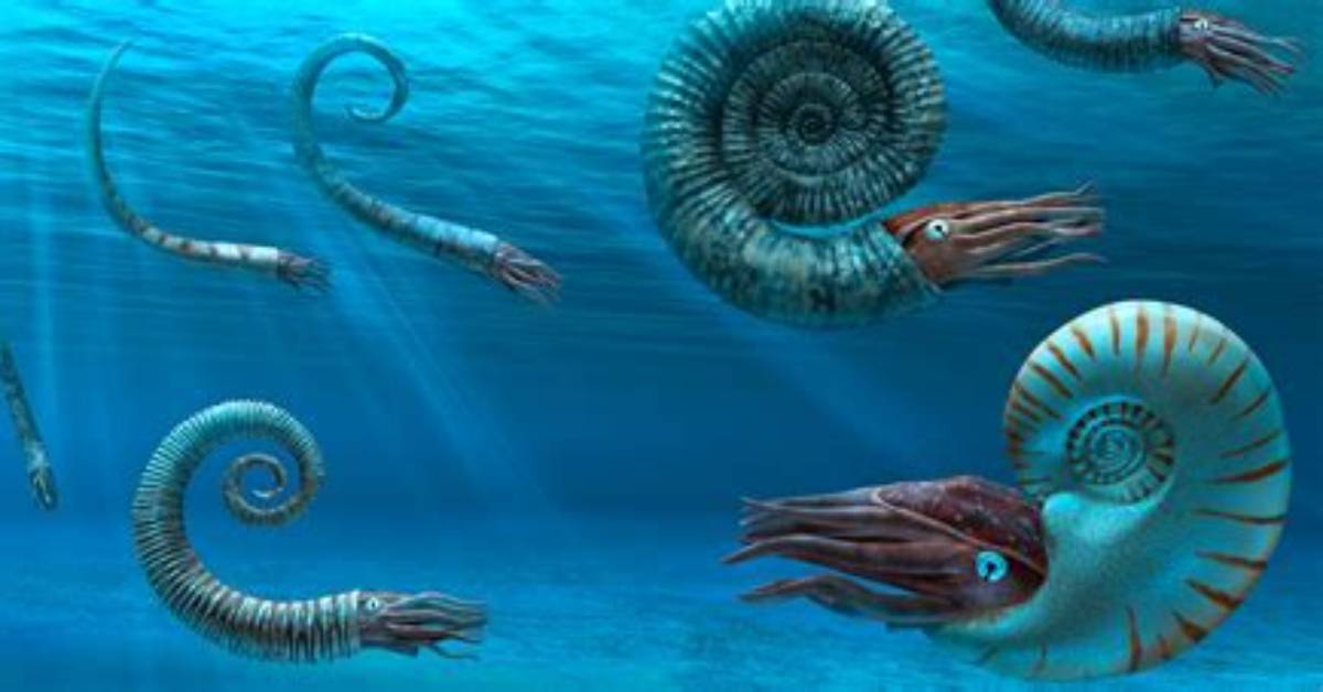 Do Ammonites Exist Today?